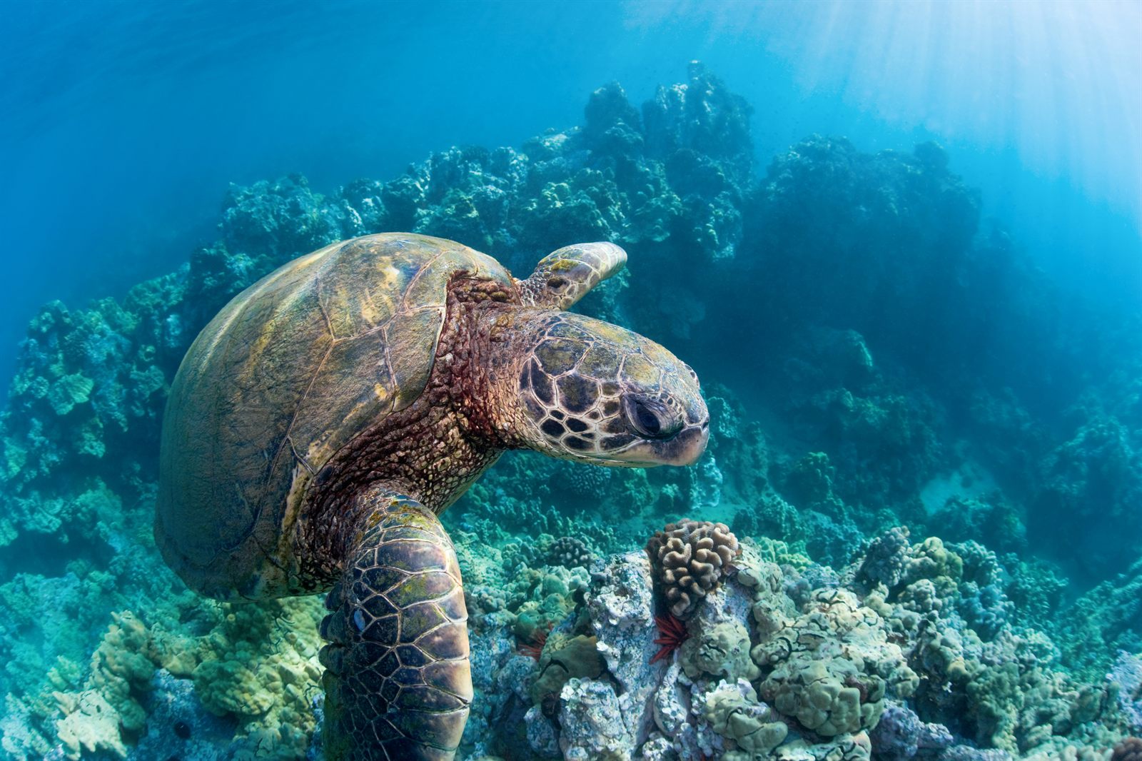Green sea turtle gliding over a coral reef in sunlit blue water
